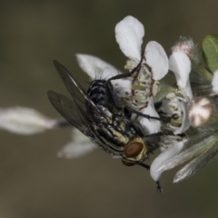 Sarcophagidae (family) (Unidentified flesh fly) at McKellar, ACT - 17 Nov 2023 by kasiaaus