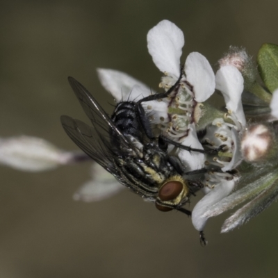 Sarcophagidae sp. (family) (Unidentified flesh fly) at Croke Place Grassland (CPG) - 17 Nov 2023 by kasiaaus