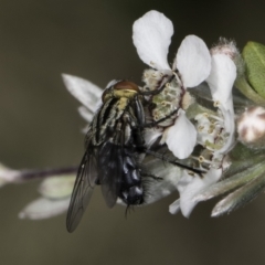 Sarcophagidae sp. (family) at McKellar, ACT - 17 Nov 2023