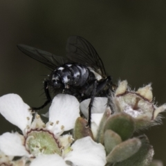 Sarcophagidae sp. (family) at McKellar, ACT - 17 Nov 2023