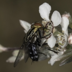 Sarcophagidae sp. (family) at McKellar, ACT - 17 Nov 2023