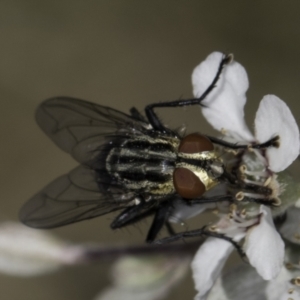 Sarcophagidae sp. (family) at McKellar, ACT - 17 Nov 2023