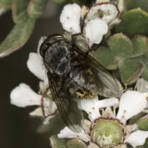 Calliphora stygia at McKellar, ACT - 17 Nov 2023