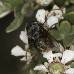 Calliphora stygia at McKellar, ACT - 17 Nov 2023