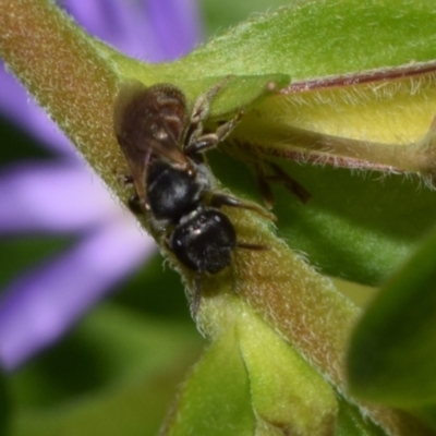 Lasioglossum sp. (genus) (Furrow Bee) at Canberra Central, ACT - 18 Nov 2023 by DianneClarke