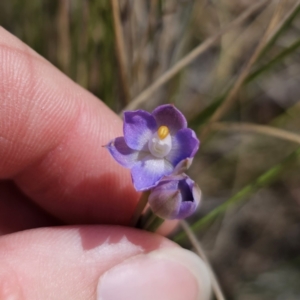 Thelymitra brevifolia at QPRC LGA - 19 Nov 2023