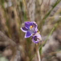 Thelymitra brevifolia at QPRC LGA - 19 Nov 2023