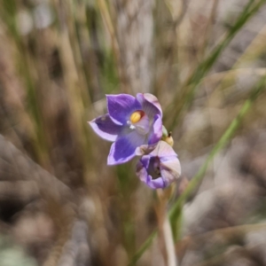 Thelymitra brevifolia at QPRC LGA - suppressed