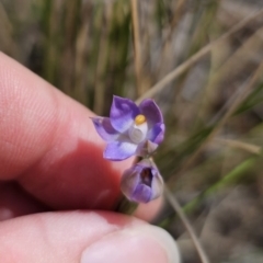 Thelymitra brevifolia at QPRC LGA - 19 Nov 2023