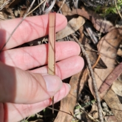 Thelymitra brevifolia at QPRC LGA - suppressed