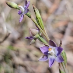 Thelymitra brevifolia (Short-leaf Sun Orchid) at Captains Flat, NSW - 19 Nov 2023 by Csteele4