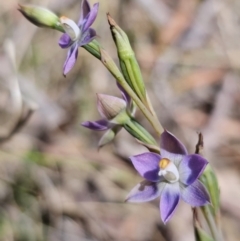 Thelymitra brevifolia (Short-leaf Sun Orchid) at QPRC LGA - 19 Nov 2023 by Csteele4