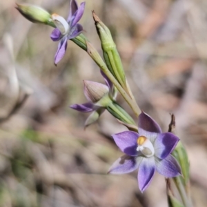 Thelymitra brevifolia at QPRC LGA - suppressed