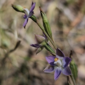 Thelymitra brevifolia at QPRC LGA - suppressed