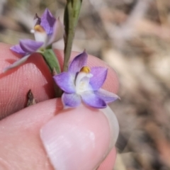 Thelymitra brevifolia at QPRC LGA - suppressed