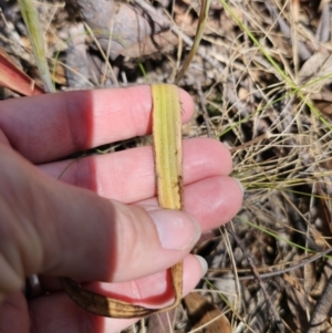 Thelymitra brevifolia at QPRC LGA - suppressed