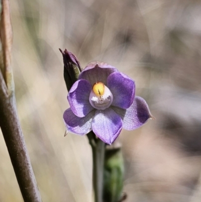 Thelymitra brevifolia (Short-leaf Sun Orchid) at QPRC LGA - 19 Nov 2023 by Csteele4