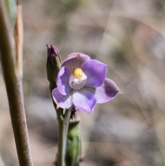 Thelymitra brevifolia at QPRC LGA - suppressed