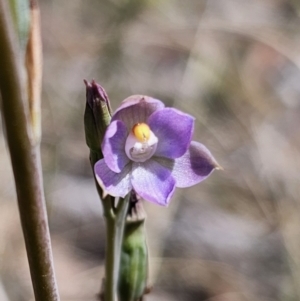 Thelymitra brevifolia at QPRC LGA - 19 Nov 2023
