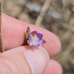 Thelymitra brevifolia at QPRC LGA - suppressed