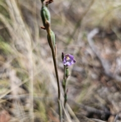 Thelymitra brevifolia at QPRC LGA - 19 Nov 2023