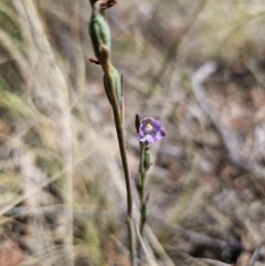 Thelymitra brevifolia at QPRC LGA - suppressed