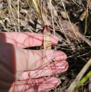 Thelymitra brevifolia at QPRC LGA - suppressed