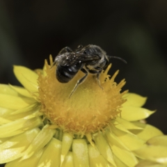 Lasioglossum (Chilalictus) lanarium (Halictid bee) at Croke Place Grassland (CPG) - 17 Nov 2023 by kasiaaus