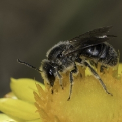 Lasioglossum (Chilalictus) lanarium at McKellar, ACT - 17 Nov 2023