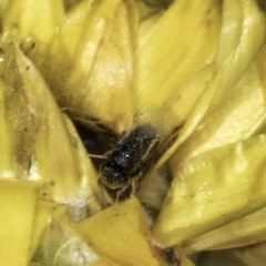 Lasioglossum (Chilalictus) sp. (genus & subgenus) at Croke Place Grassland (CPG) - 17 Nov 2023 by kasiaaus