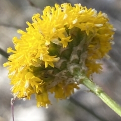 Rutidosis leptorhynchoides (Button Wrinklewort) at Jerrabomberra, NSW - 19 Nov 2023 by SteveBorkowskis