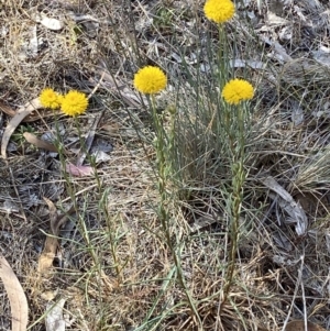 Rutidosis leptorhynchoides at QPRC LGA - 19 Nov 2023