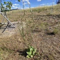 Cichorium intybus (Chicory) at Jerrabomberra, NSW - 19 Nov 2023 by SteveBorkowskis