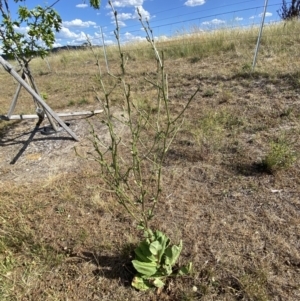 Cichorium intybus at QPRC LGA - 19 Nov 2023 04:15 PM