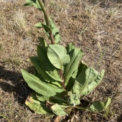 Cichorium intybus at QPRC LGA - 19 Nov 2023