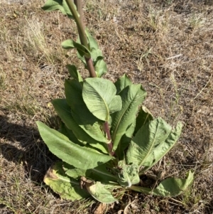 Cichorium intybus at QPRC LGA - 19 Nov 2023 04:15 PM