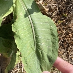 Cichorium intybus at QPRC LGA - 19 Nov 2023 04:15 PM