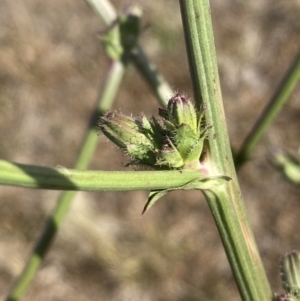 Cichorium intybus at QPRC LGA - 19 Nov 2023 04:15 PM