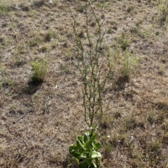 Cichorium intybus at QPRC LGA - 19 Nov 2023