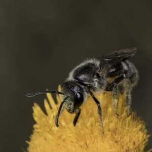 Lasioglossum (Chilalictus) lanarium at McKellar, ACT - 17 Nov 2023 03:08 PM