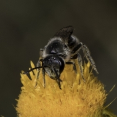 Lasioglossum (Chilalictus) lanarium at McKellar, ACT - 17 Nov 2023 03:08 PM