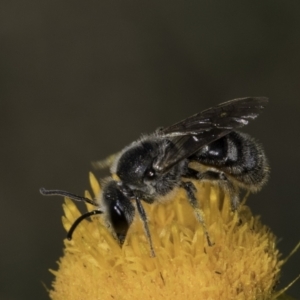 Lasioglossum (Chilalictus) lanarium at McKellar, ACT - 17 Nov 2023 03:08 PM