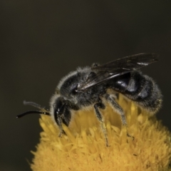 Lasioglossum (Chilalictus) lanarium at McKellar, ACT - 17 Nov 2023 03:08 PM