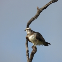 Pandion haliaetus (Osprey) at Beach Holm, QLD - 18 Nov 2023 by TerryS