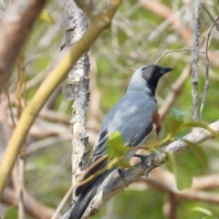 Coracina novaehollandiae (Black-faced Cuckooshrike) at Bushland Beach, QLD - 19 Nov 2023 by TerryS