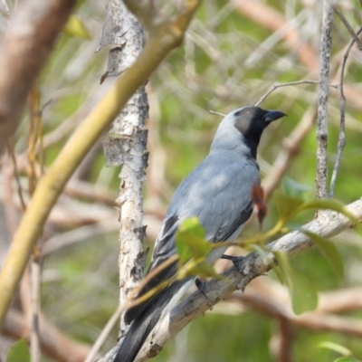 Coracina novaehollandiae (Black-faced Cuckooshrike) at Bushland Beach, QLD - 19 Nov 2023 by TerryS