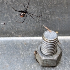 Latrodectus hasselti at Page, ACT - 19 Nov 2023