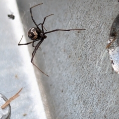 Latrodectus hasselti at Page, ACT - suppressed