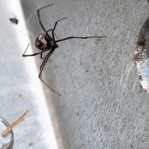 Latrodectus hasselti at Page, ACT - 19 Nov 2023