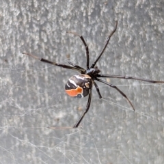 Latrodectus hasselti at Page, ACT - 19 Nov 2023